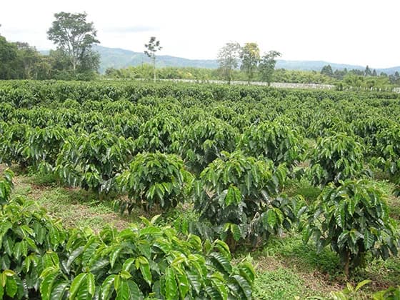 Coffee Plants